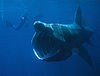 Basking Shark.jpg