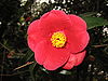 Camellia Blossom.JPG