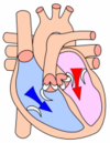 Le cœur au cours de la diastole ventriculaire
