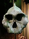 Paranthropus aethiopicus face (University of Zurich).JPG