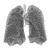 Thorax Lung 3d (2).jpg