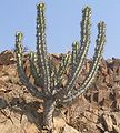 Euphorbia-virosa.jpg