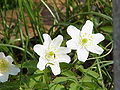 Anemone nemorosa0.jpg