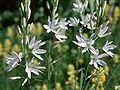 Anthericum liliago1LEST.jpg