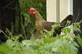 Brown Leghorn hen, Ohio.jpg
