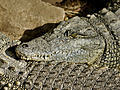 Crocodylus niloticus (juvenile).jpg