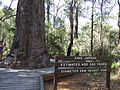 Eucalyptus marginata 1.jpg
