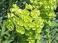Euphorbia characias0.jpg