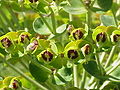 Euphorbia characias6.jpg