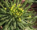 Euphorbia flanaganii.jpg