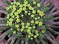 Euphorbia flanaganii 1.jpg