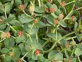Euphorbia myrsinites 7.jpg