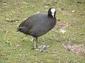 Fulica atra.jpg