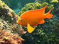 Garibaldi fish.jpg