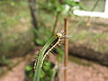 Heliconius erato caterpillar.jpg