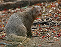 Indian Mongoose (Herpestes javanicus)- is it- at Hyderabad, AP W 106.jpg