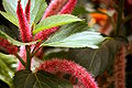 Katzenschwänzchen - Acalypha hispida.JPG