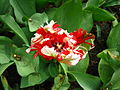 Keukenhof tulipe rouge et blanche.JPG