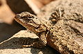 Lizzard 1 Shawnee NP.jpg