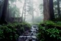 Nikko Forest 01.jpg