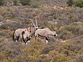 Oryx gazella Anysberg.jpg