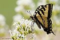Papilio rutulus 1.jpg