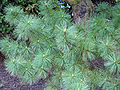 Pinus peuce 03.jpg