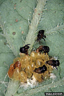 Éclosion d'œufs de doryphore  et larves au premier stade sur une feuille de pomme de terre