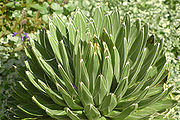 Agave victoriae-reginae Plant 3000px.jpg