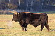 Heck cattle male.jpg