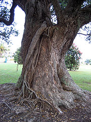 Racines aériennes de l'arbre incrustées dans le tronc