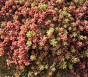 Une plante grasse rampante avec des nuances rouges