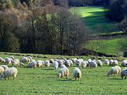 Un troupeau de moutons dans le Pays Basque