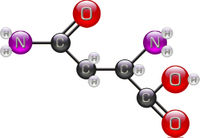 Asparagine.jpg