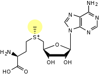 Structure de la S-adénosyl méthioinine. Le méthyle activé est en jaune