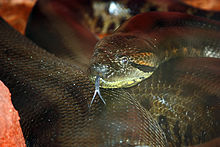 Femelle anaconda de l'Aquarium