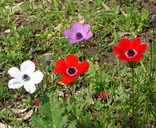 Fleurs de différentes couleurs unies, au cœur couronné d'étamines noires