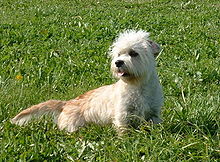chien dans l’herbe