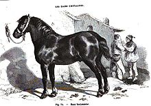 Gravure d'un cheval boulonnais en 1861