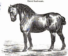Gravure d'un cheval boulonnais en 1863