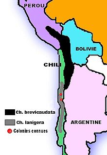 Carte d'Amérique du Sud avec deux bandes sur la côte ouest, successives mais juxtaposées au centre, et deux point rouges dans la bande inférieurs correspondant aux colonies de chinchillas lanigera restantes