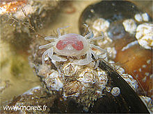 Un crabe pinnothere sorti de sa coquille de moule