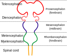name each of the three primary embryonic brain vesicles Pre-implantation embryonic development to form vesicles that will become the brain structures into an embryonic disc and establish three primary germ layers . name each of the three primary embryonic brain vesicles Pre-implantation embryonic development to form vesicles that will become the brain structures into an embryonic disc and establish three primary germ layers .
