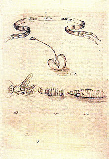 Francesco Redi Esperienze intorno alla Generazione degli Insetti Mosca della Ciliegia.jpg