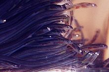 Multitude de civelles, anguilles en formation,  translucides, petites, longues et fines.