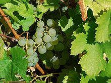La photographie couleur montre une grappe de raisin blanc en gros plan blottie entre les feuilles. L'aspect presque translucide des baies et le petites taches dorées laissent entrevoir que la maturité est proche.