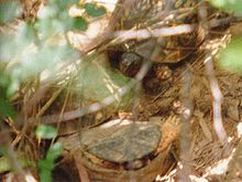 Ken-Leonard-Box-Turtle-01.jpg