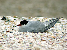 photographie d'une sterne probablement pendant la période de couvaison, l'oiseau est couché sur un sol couvert de débris de coquillages