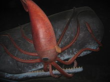 Photographie d'une reconstitution d'un calamar géant accroché à la tête et autour de la gueule d'un cachalot.