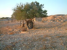 Vieil olivier isolé au milieu d’un terrain.